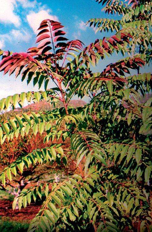 Fragrant Spring Tree - Raintree Nursery