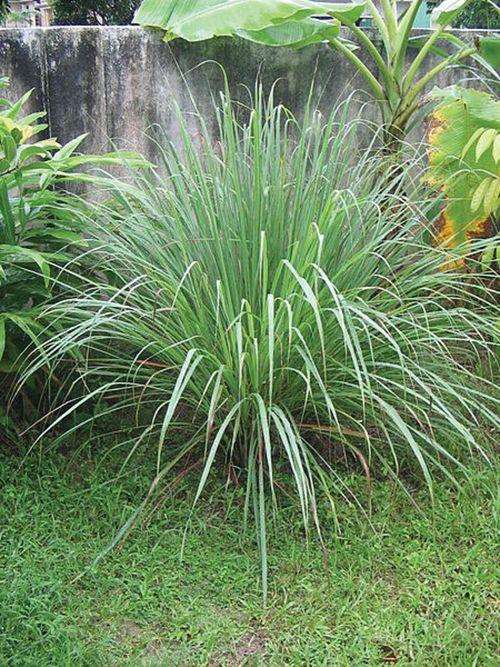 Lemon Grass - Raintree Nursery