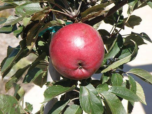 Arkansas Black Apple - Raintree Nursery