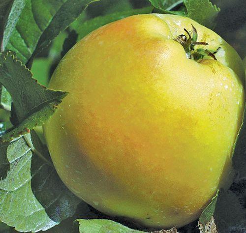Pristine Apple - Raintree Nursery