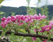 Pink Pearl Apple - Raintree Nursery