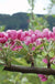 Pink Pearl Apple - Raintree Nursery