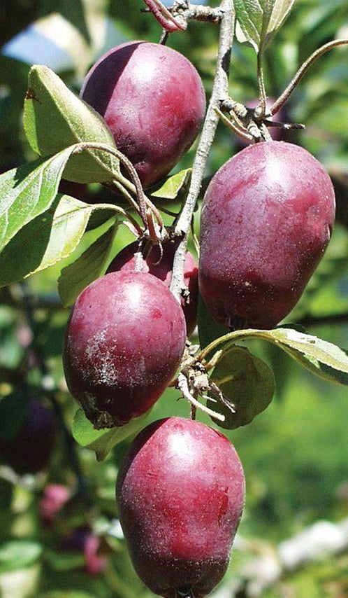Hansen's Red Fleshed Crabapple — Raintree Nursery