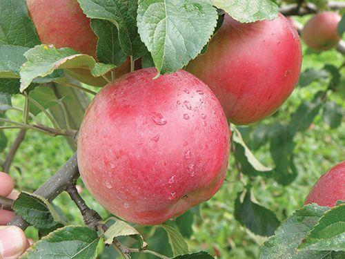 Wolf River Apple - Raintree Nursery