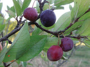Premier Beach Plum - Raintree Nursery