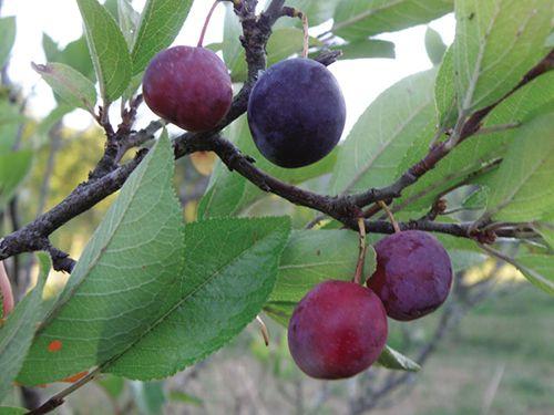 Premier Beach Plum - Raintree Nursery