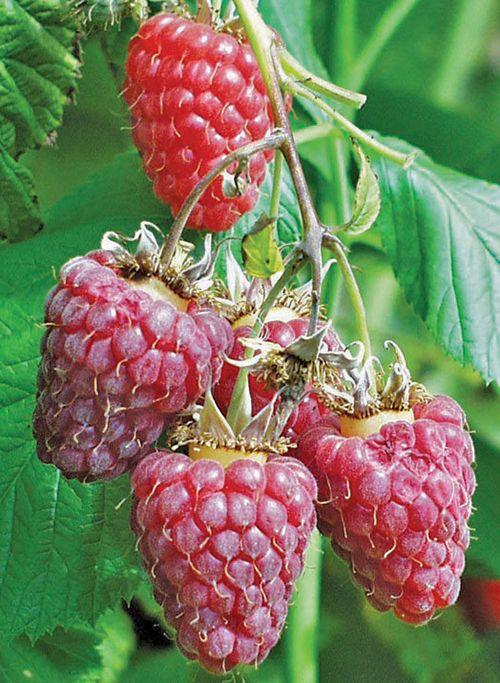 Raspberry Plants | Easy-to-Grow Self-Fertile Bushes for Sale
