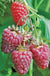 Tulameen Raspberry - Raintree Nursery