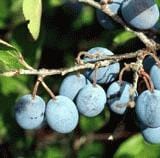 Jersey Beach Plum - Raintree Nursery