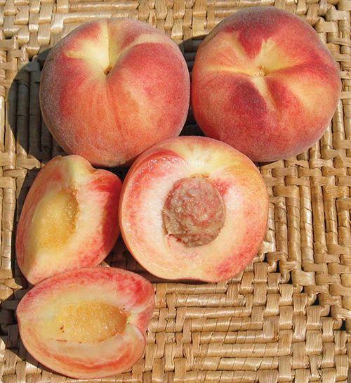 Tri Lite Peach/Plum - Raintree Nursery