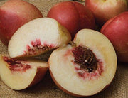 Spice Zee NectaPlum™ - Raintree Nursery