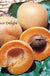 Flavor Delight Aprium - Raintree Nursery