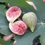 Madeleine des deux saisons Fig - Raintree Nursery