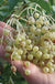 Goldbeere Elderberry - Raintree Nursery