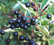 Variegated Elderberry - Raintree Nursery