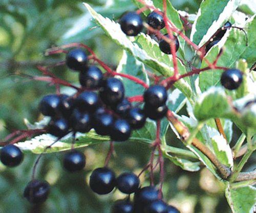 Variegated Elderberry - Raintree Nursery