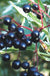 Variegated Elderberry - Raintree Nursery
