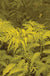 Sutherland Gold Elderberry - Raintree Nursery