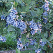 Aurora Blueberry - Raintree Nursery