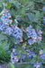Aurora Blueberry - Raintree Nursery