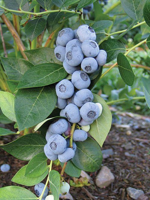 Liberty Blueberry - Raintree Nursery