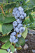Liberty Blueberry - Raintree Nursery