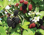 Loch Ness Thornless Blackberry - Raintree Nursery