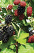 Loch Ness Thornless Blackberry - Raintree Nursery