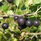 Orus 8 Goose/Currant — Raintree Nursery