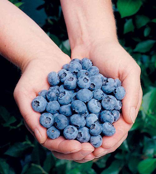 Elliott Blueberry - Raintree Nursery