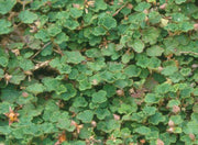 Emerald Carpet Raspberry - Raintree Nursery