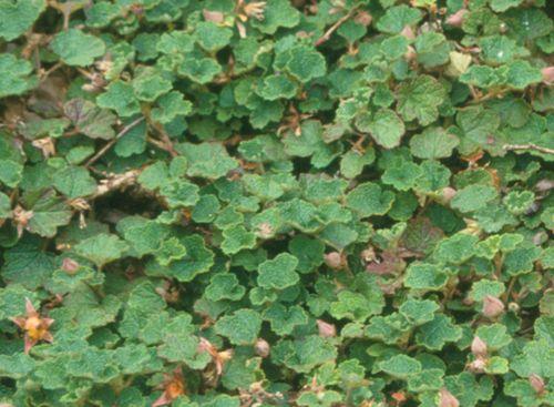 Emerald Carpet Raspberry - Raintree Nursery