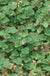 Emerald Carpet Raspberry - Raintree Nursery