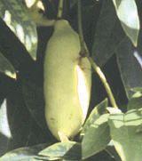 China Blue Vine (Purple) - Raintree Nursery