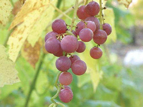 Hungarian Seedless Grape - Raintree Nursery