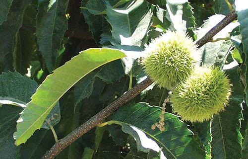 Colossal Grafted Chestnut - Raintree Nursery