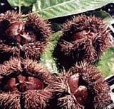 Chinese Chesnut - Raintree Nursery