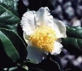 Tea Breeze - Raintree Nursery