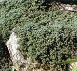 Woolly Thyme - Raintree Nursery