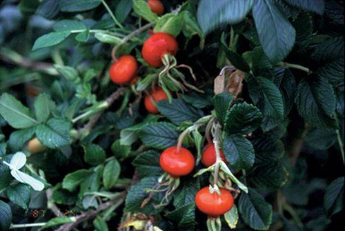 Frau Dagmar Rose - Raintree Nursery