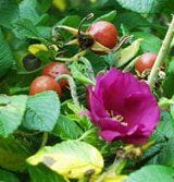 Scabrosa Rose - Raintree Nursery