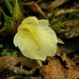 Mioga Hardy Ginger - Raintree Nursery