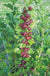 Leepared Gooseberry - Raintree Nursery
