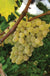 Neptune Seedless Grape (Non-Certified) - Raintree Nursery