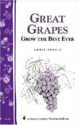 Great Grapes - Raintree Nursery