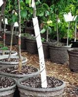 TREE Guards 24 Inch - Raintree Nursery