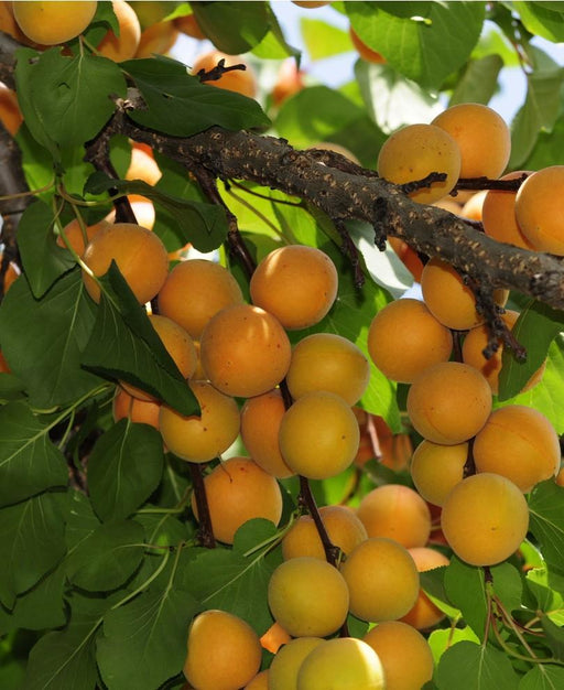 Hunza Apricot - Raintree Nursery