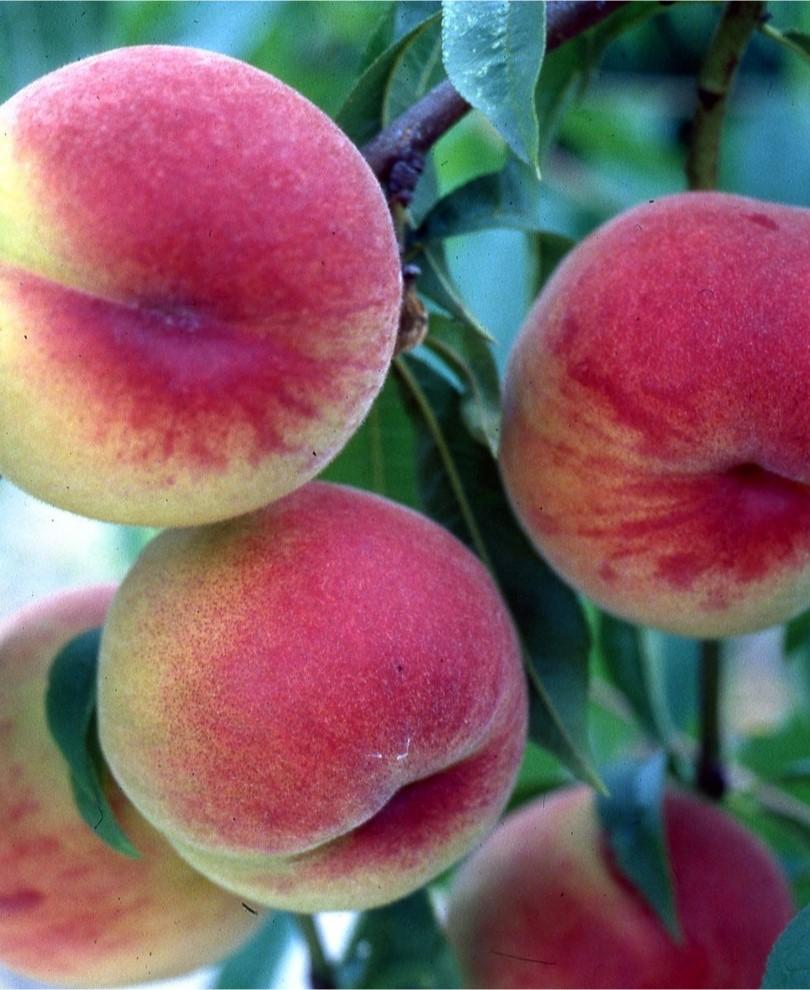 Dwarf Peach Trees