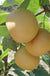 Ichiban Nashi Asian Pear - Raintree Nursery