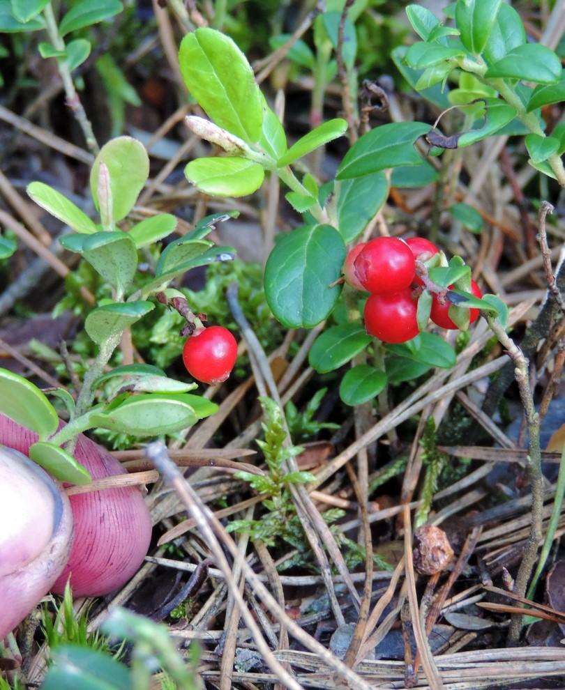 Lingonberry Plants